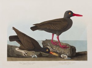 Illustration från "Birds of America" av John James Audubon
