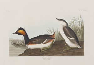 Illustration från "Birds of America" av John James Audubon