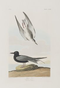 Illustration från "Birds of America" av John James Audubon