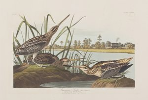 Illustration från "Birds of America" av John James Audubon