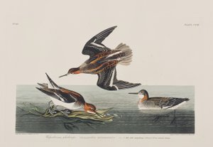 Illustration från "Birds of America" av John James Audubon