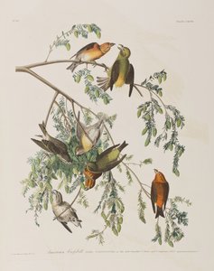 Illustration från "Birds of America"