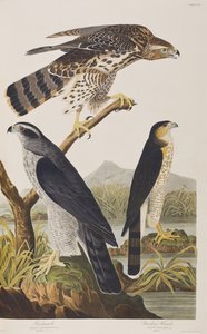 Illustration från "Birds of America" av John James Audubon