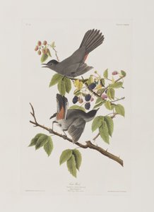 Illustration från "Birds of America" av John James Audubon