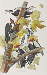 Illustration från "Birds of America" av John James Audubon
