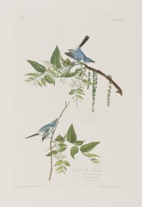 Illustration från "Birds of America" av John James Audubon