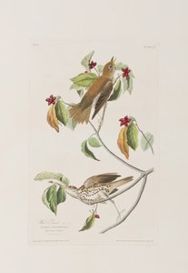 Illustration från "Birds of America" av John James Audubon
