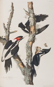 Illustration från "Birds of America" av John James Audubon