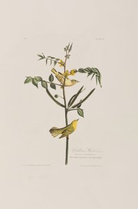 Illustration från "Birds of America" av John James Audubon