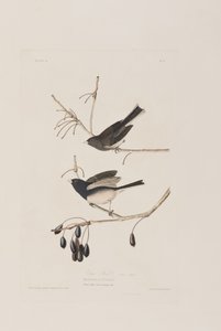 Illustration från "Birds of America" av John James Audubon