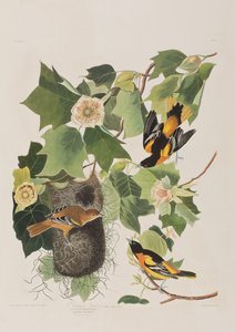 Illustration från "Birds of America" av John James Audubon