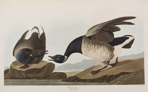 Illustration från "Birds of America" av John James Audubon