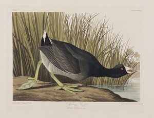Illustration från "Birds of America" av John James Audubon