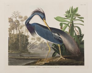 Illustration från "Birds of America" av John James Audubon