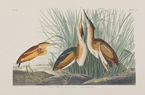 Illustration från "Birds of America" av John James Audubon