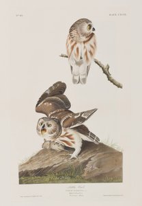 Illustration från "Birds of America" av John James Audubon