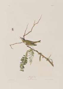 Illustration från "Birds of America" av John James Audubon