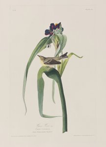 Illustration från "Birds of America" av John James Audubon