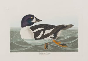 Illustration från "Birds of America" av John James Audubon