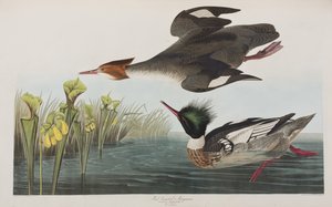 Illustration från "Birds of America" av John James Audubon