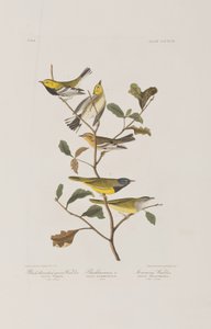 Illustration från "Birds of America" av John James Audubon