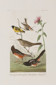Illustration från "Birds of America" av John James Audubon