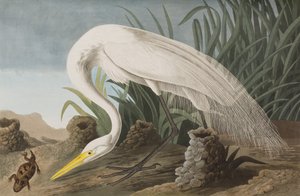 Illustration från "Birds of America" av John James Audubon