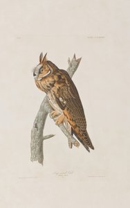 Illustration från "Birds of America" av John James Audubon