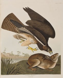 Illustration från "Birds of America" av John James Audubon
