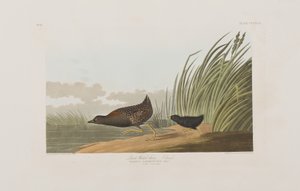 Illustration från "Birds of America" av John James Audubon