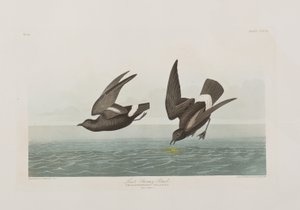 Illustration från "Birds of America" av John James Audubon