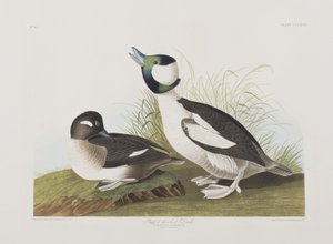Illustration från "Birds of America" av John James Audubon