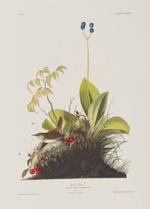 Illustration från "Birds of America" av John James Audubon