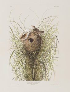 Illustration från "Birds of America" av John James Audubon