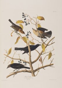 Illustration från "Birds of America" av John James Audubon