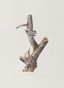 swedish av John James Audubon