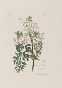 Illustration från "Birds of America" av John James Audubon