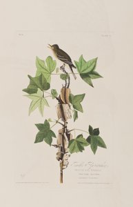 Illustration från "Birds of America" av John James Audubon