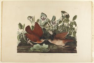 Duva från Key West av John James Audubon