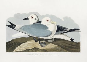 Tredelad mås ur *Birds of America* (1827) av John James Audubon