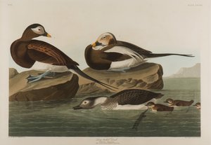 Långsvansad anka, 1836 (wc på papper) av John James Audubon