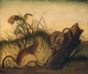 Långsvans vessla, ca. 1845. av John James Audubon