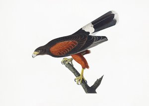 Louisiana-hök ur *Birds of America* (1827) av John James Audubon