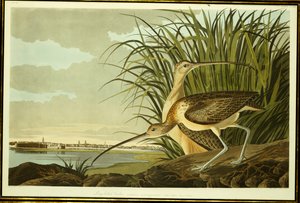 Hane och kvinnliga långnäbbade curlew av John James Audubon
