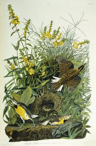 Ängslärka, 1832 av John James Audubon