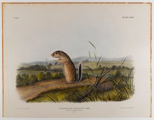 swed av John James Audubon