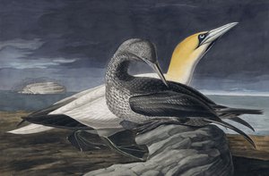 Northern Gannet, Morus Bassanus, från "The Birds of America" av John J. Audubon, pub. 1827-38 av John James Audubon