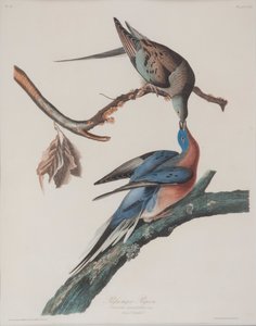 Passagerarduva av John James Audubon