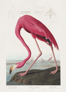Rosa flamingo ur *Birds of America* (1827) av John James Audubon