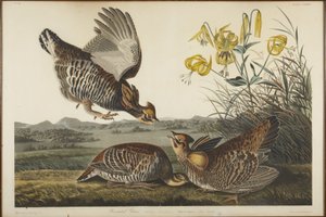 Präriehöna av John James Audubon